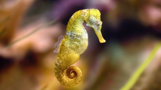 El sexo al revés: cuando la hembra preña al macho