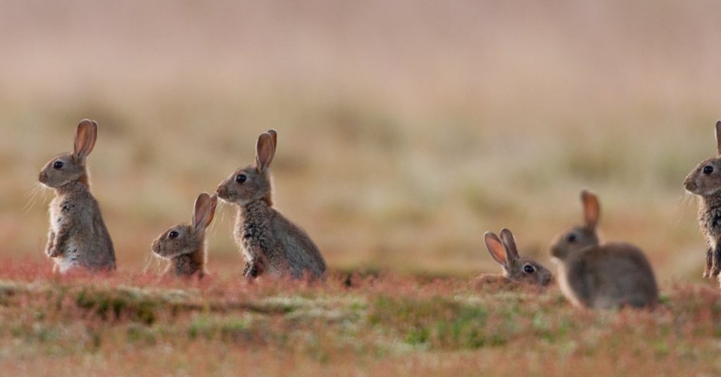 Descubre cómo cambian su comportamiento las especies invasoras