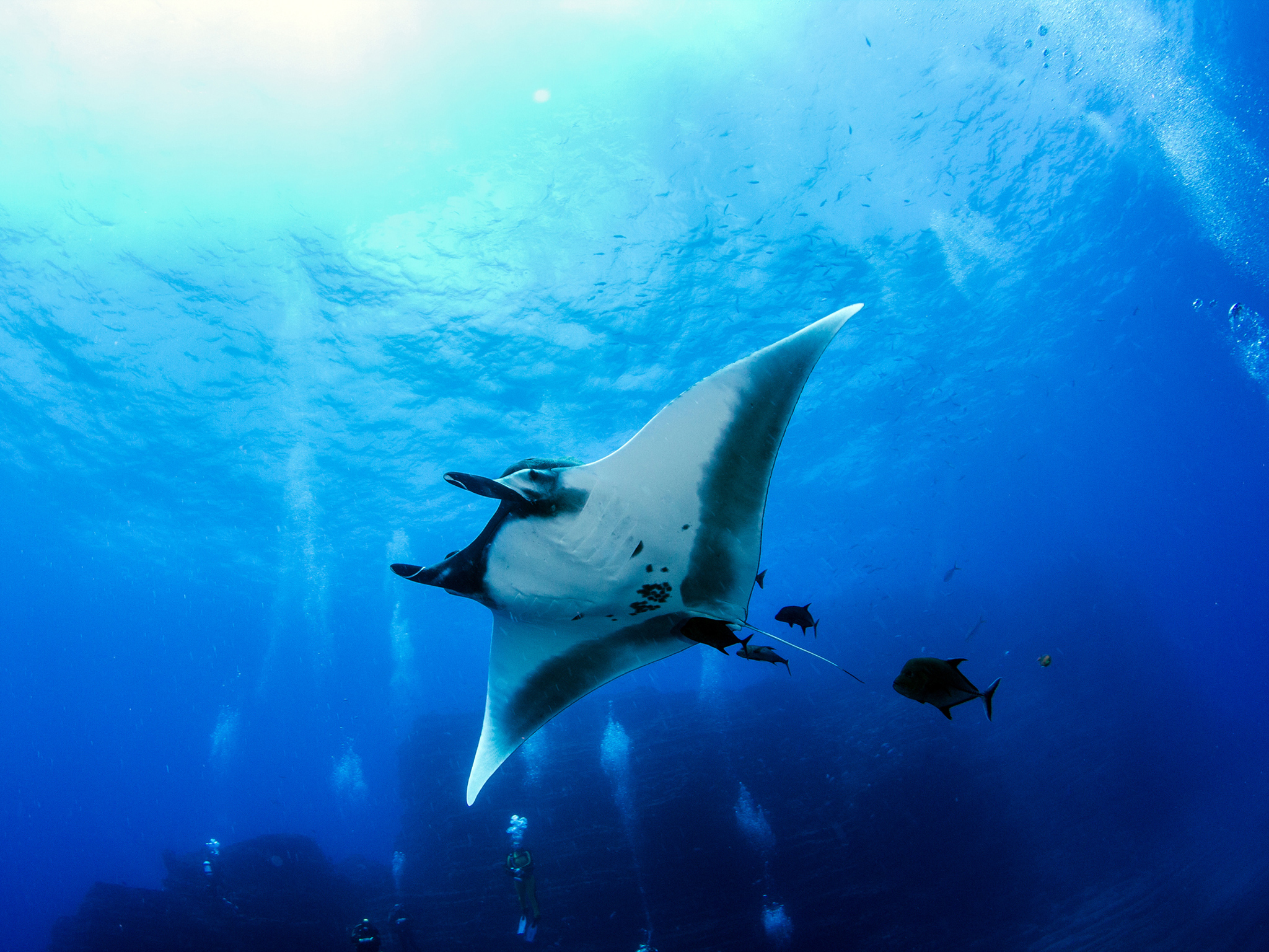 Mantarraya