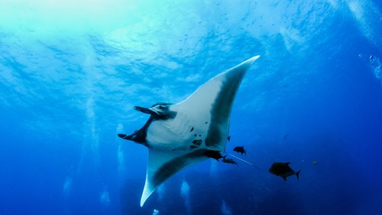 Mantarraya