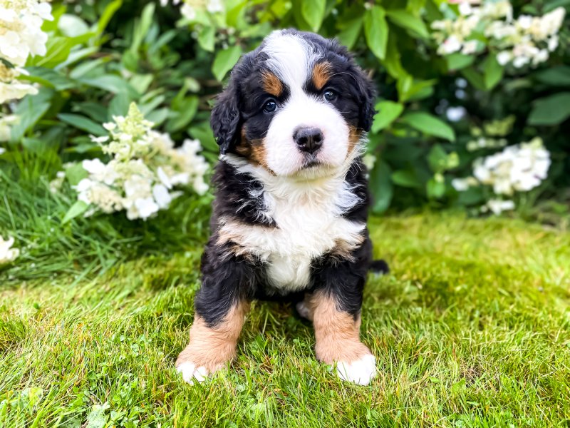 Boyero de Berna cachorro