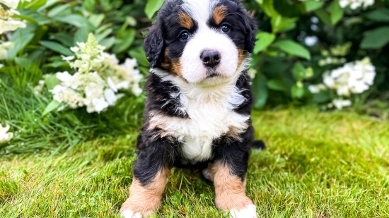 Boyero de Berna cachorro