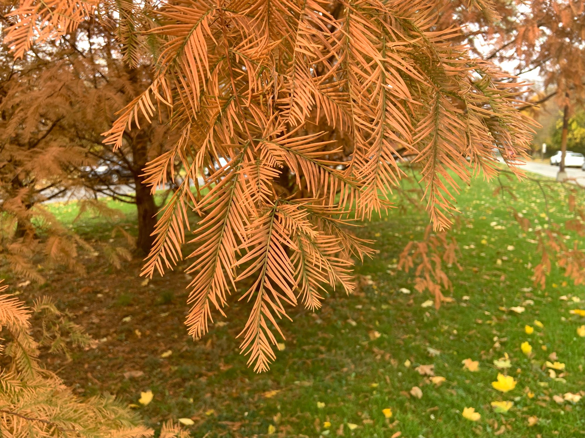 ¿Por qué algunos árboles pierden las hojas en otoño e invierno?