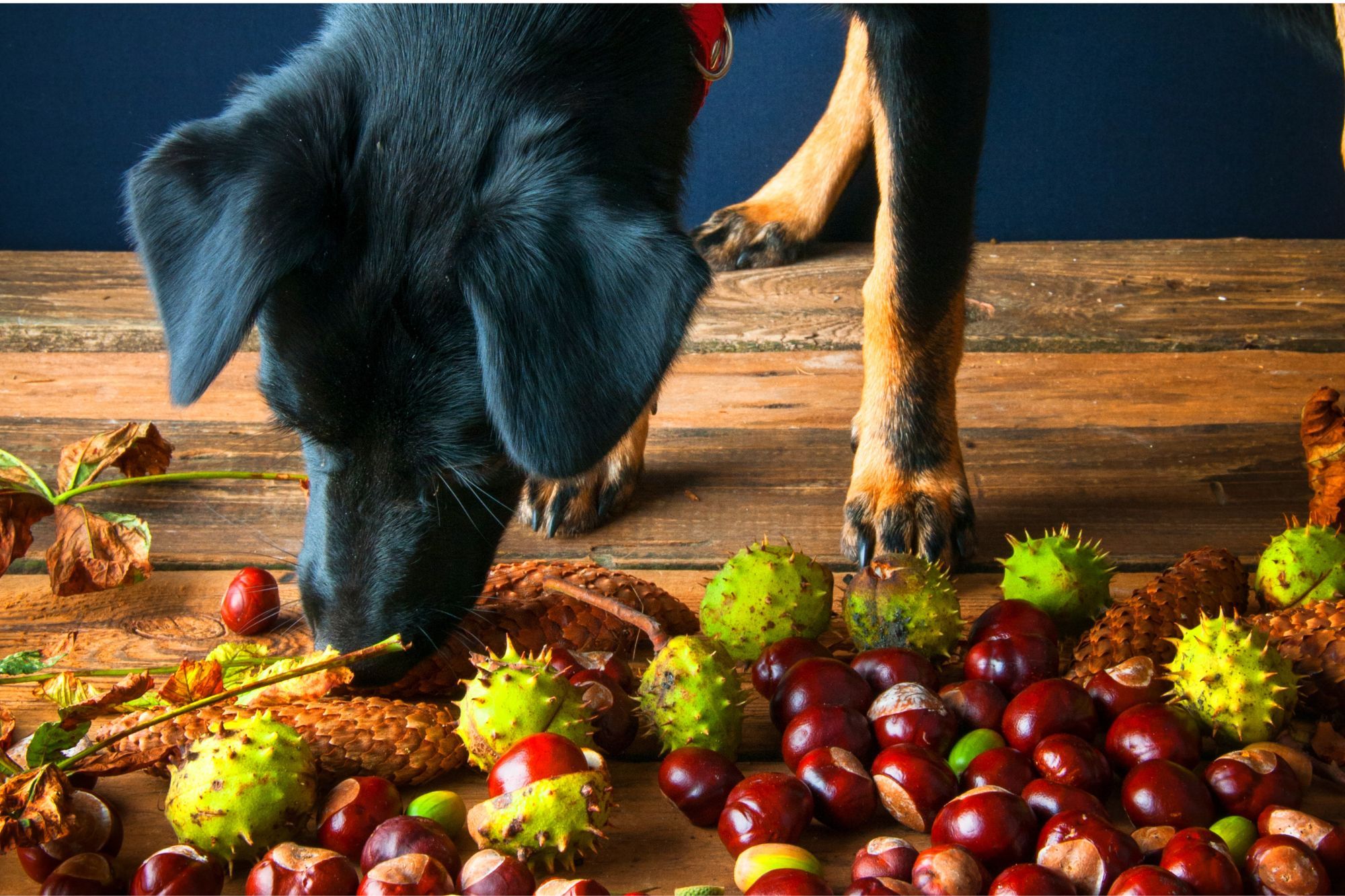 Puede mi perro comer castañas