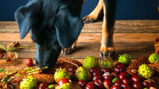 Puede mi perro comer castañas