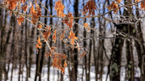 Las hojas caducas que no caen en invierno