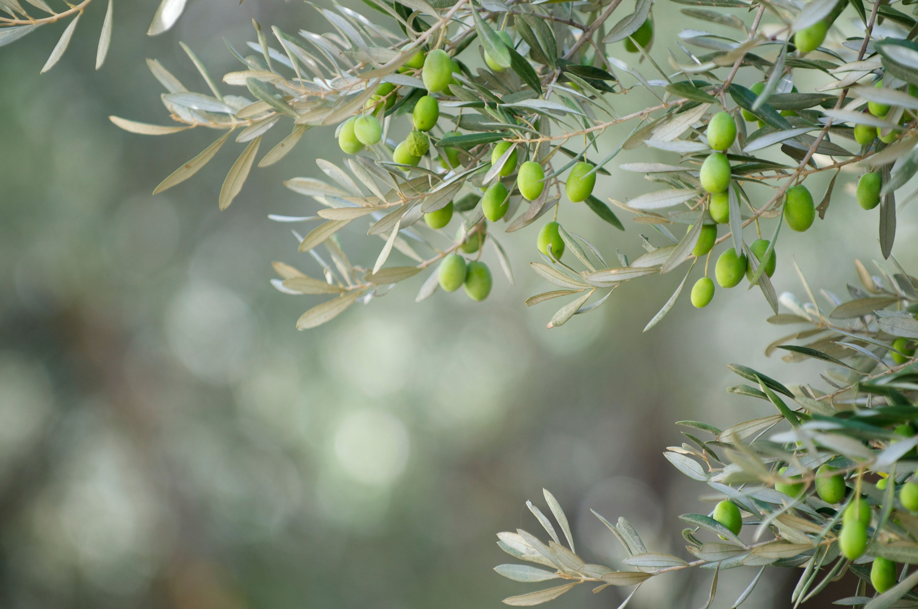 Cómo llegó el olivo a España