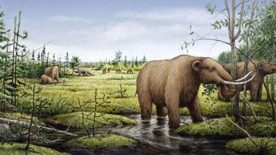 Colmillo incisivo mastodon