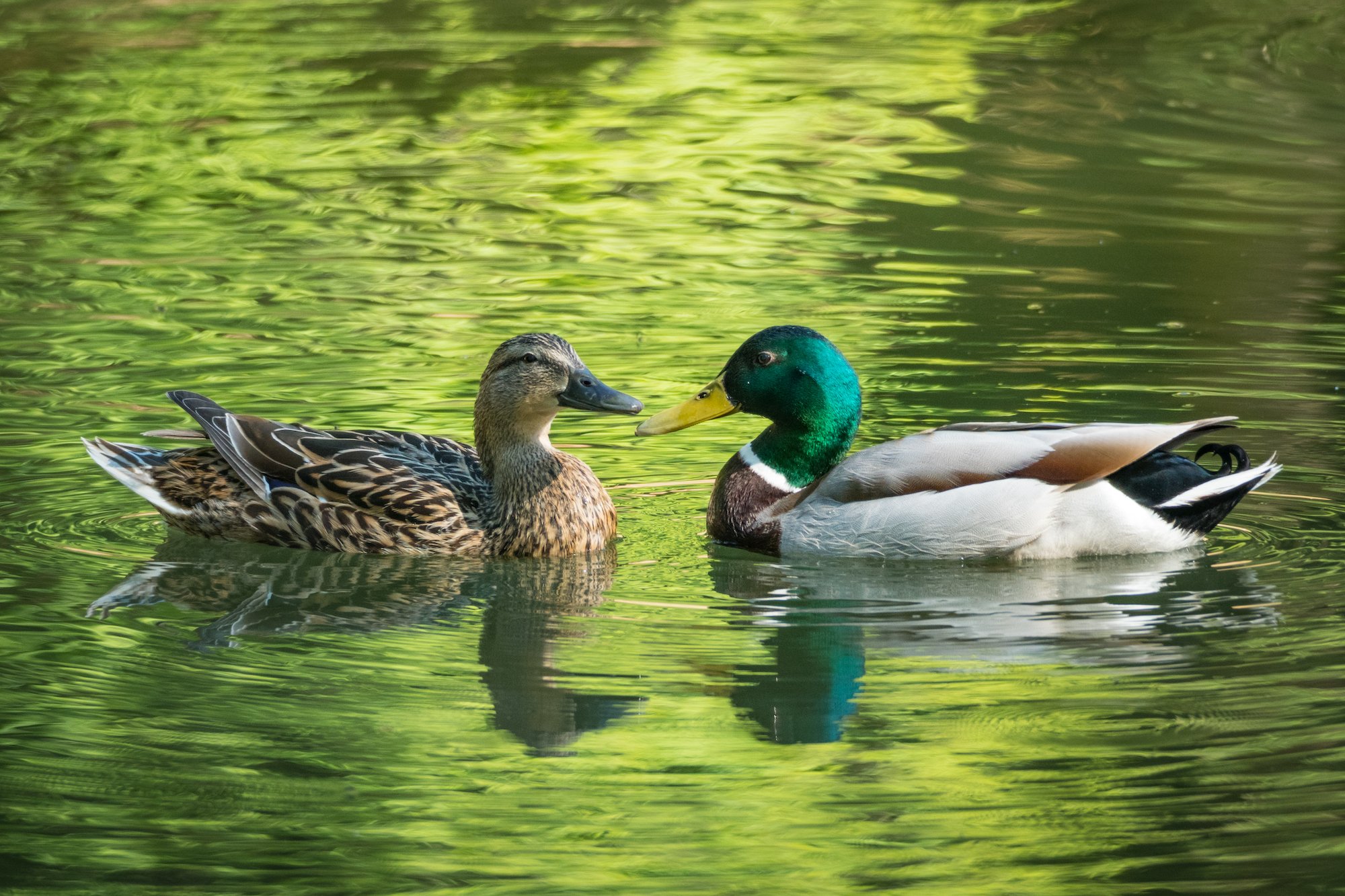 Los patos ayudan a salvar a los ecosistemas del cambio climático