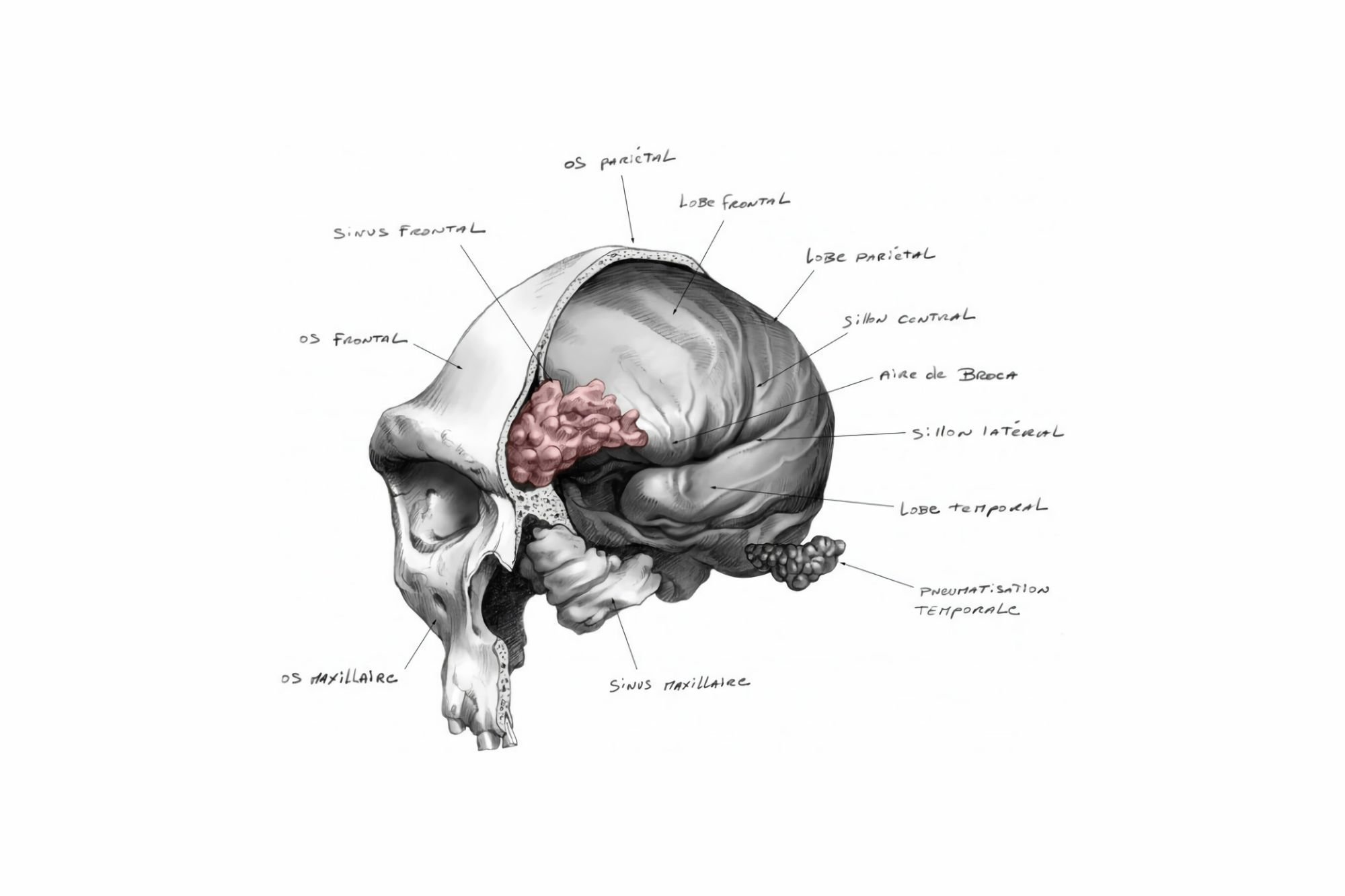 Craneo humano evolucion