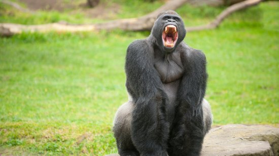 Miedo gorila