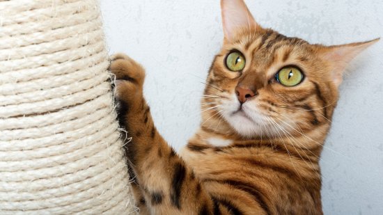 Cómo se debe educar a un gato