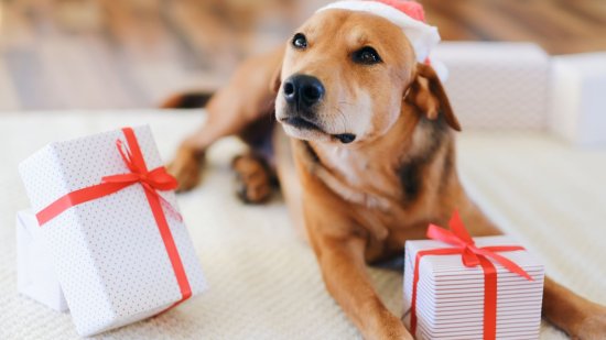 Cómo sería la carta de un perro a los Reyes Magos