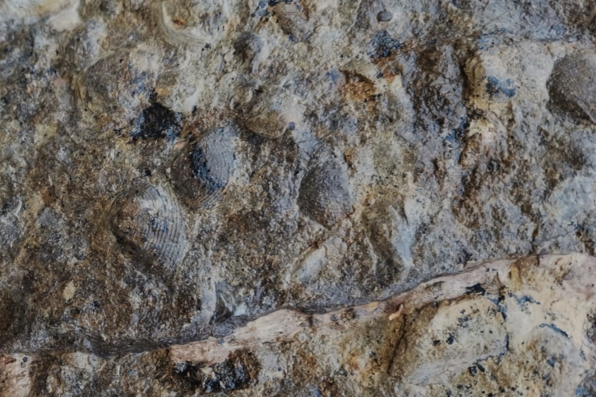 Fosiles en Algeciras