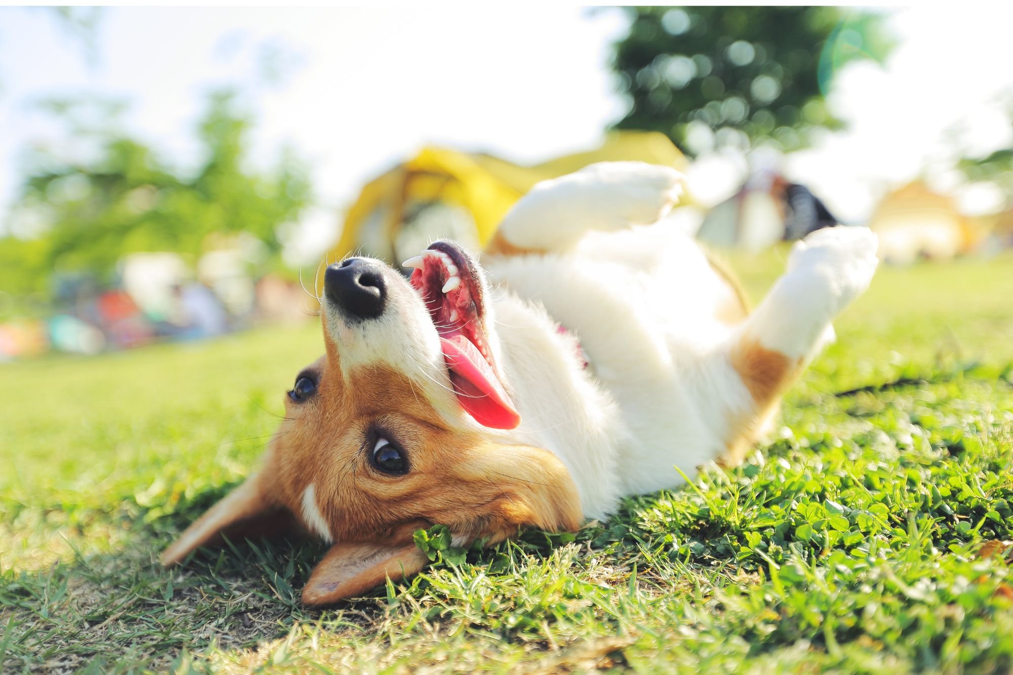 Por qué mi perro se reboza en el césped