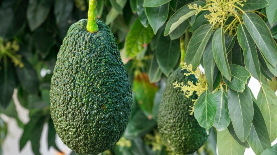 Aguacate
