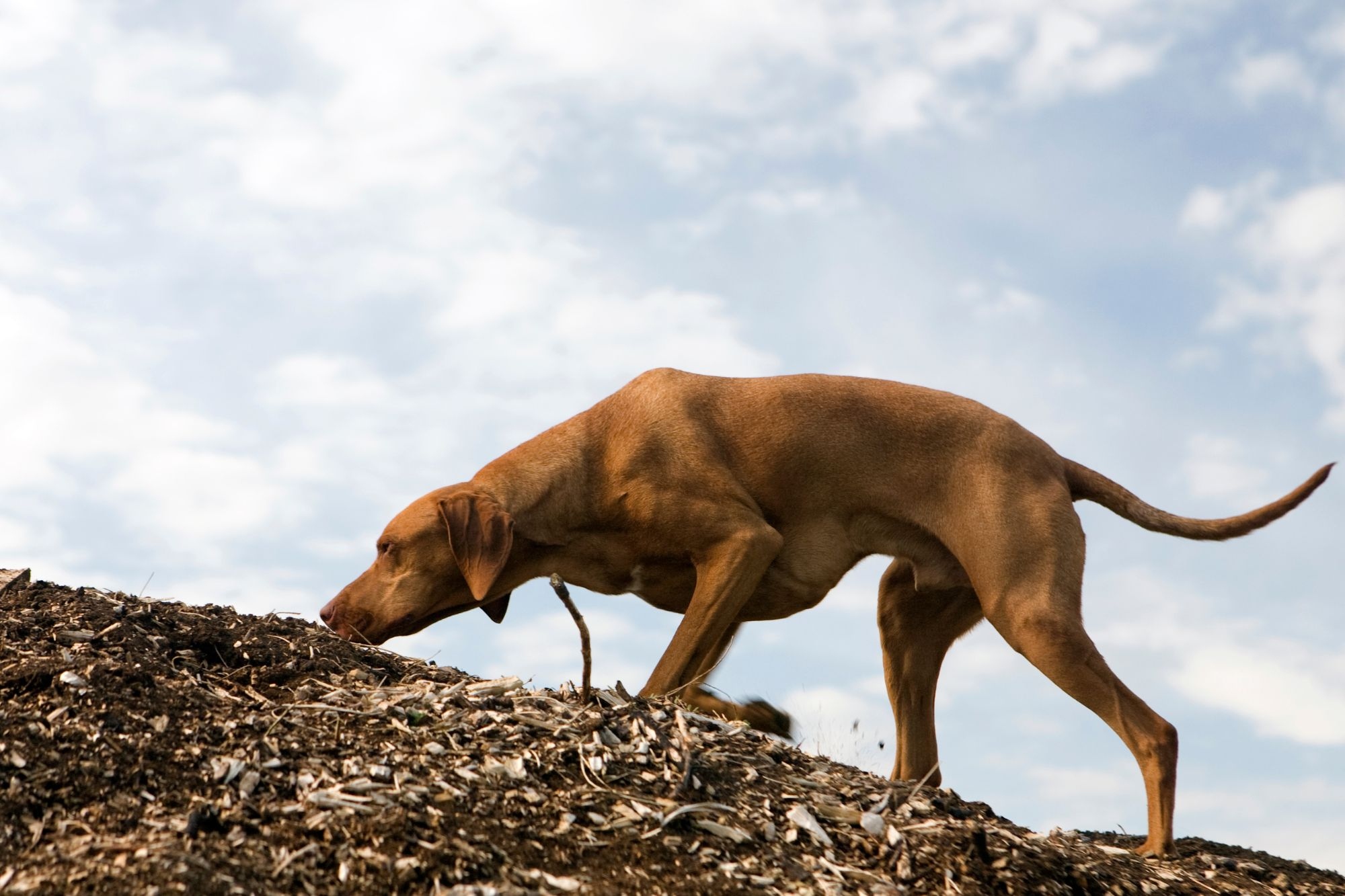 ¿Rastrea peor un perro con la boca abierta?