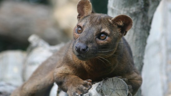 extinción de la fauna de Madagascar