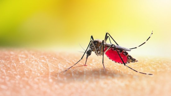 Crean una vacuna transportada por mosquitos