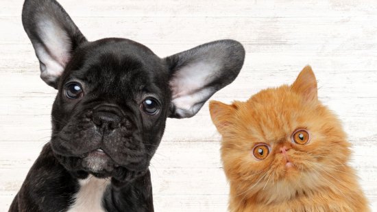 5 cosas que serán obligatorias con la nueva ley de protección y bienestar animal