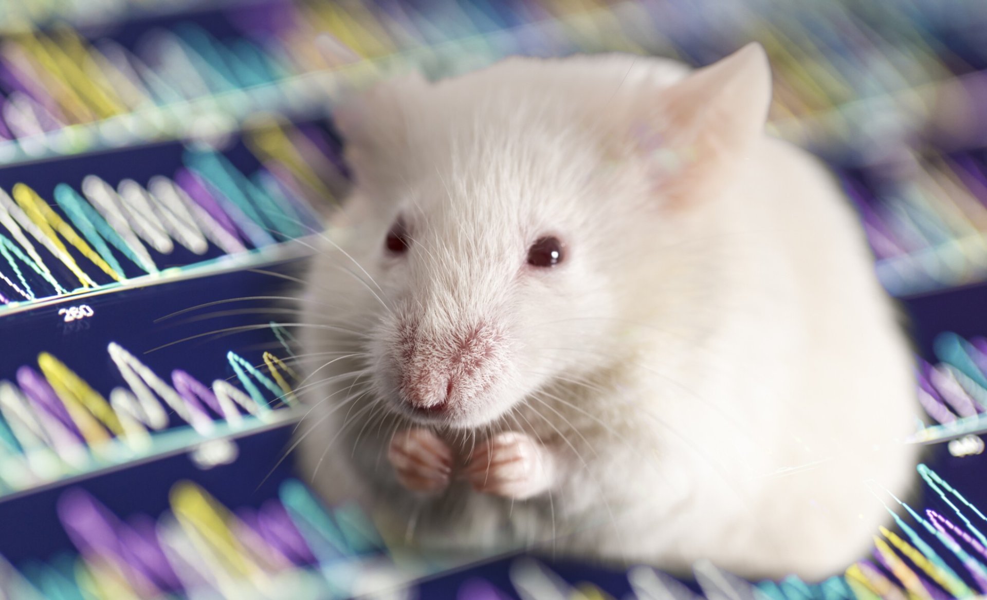 Modifican genes de ratones para alargarles la vida (y lo han conseguido)