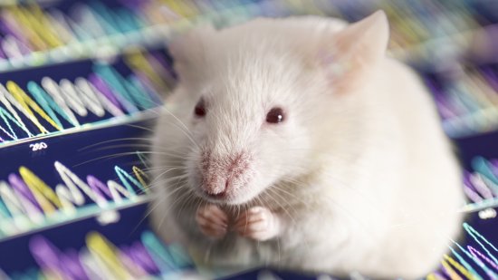 Modifican genes de ratones para alargarles la vida (y lo han conseguido)