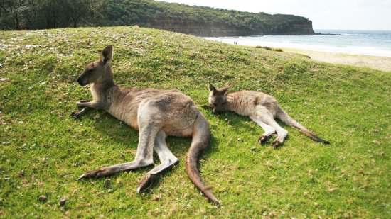 ¿Por qué solo hay canguros en Australia?