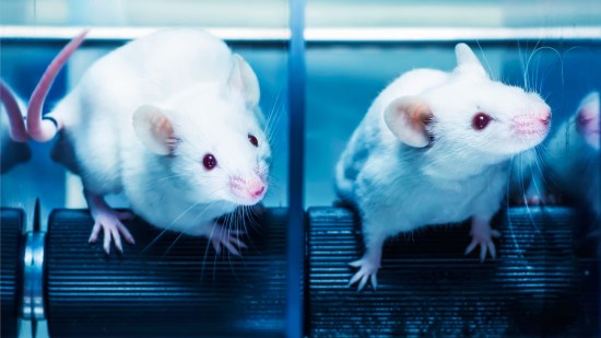 Experimentación animal