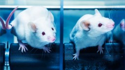 Experimentación animal