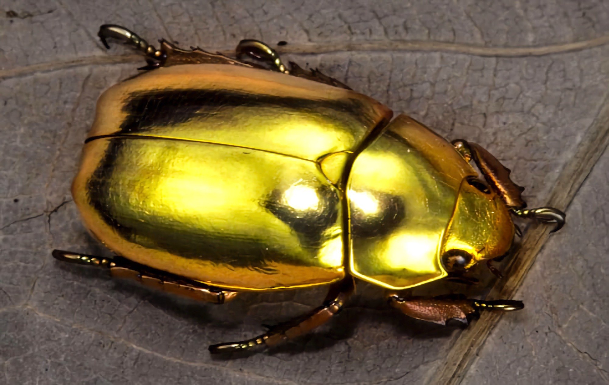 ¿Por qué este escarabajo es dorado?