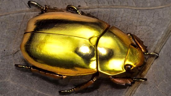 ¿Por qué este escarabajo es dorado?