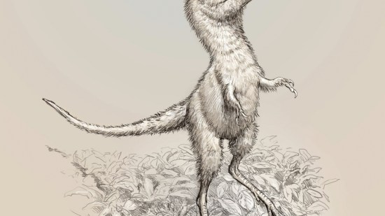 ¿Cómo eran las crías de Tyrannosaurus rex?