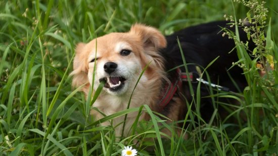 ¿Por qué los perros comen hierba?