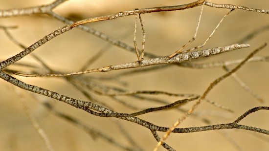 Curiosidades sobre el insecto palo