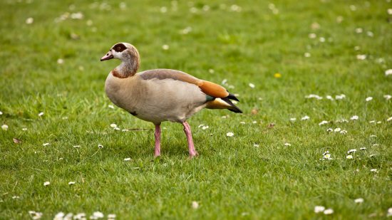 ¿Cuántas especies de aves exóticas hay en España?