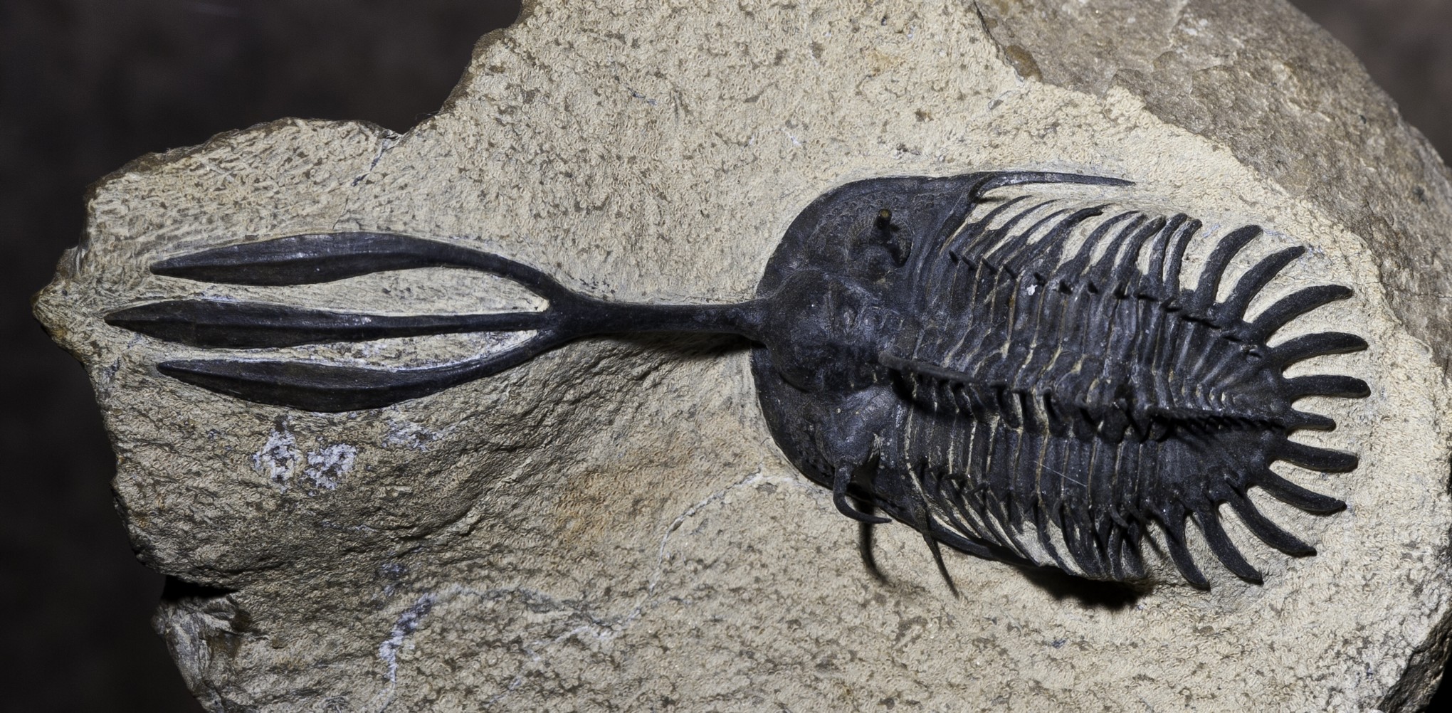 Trilobites y su tridente