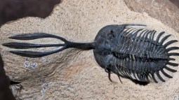 Trilobites y su tridente