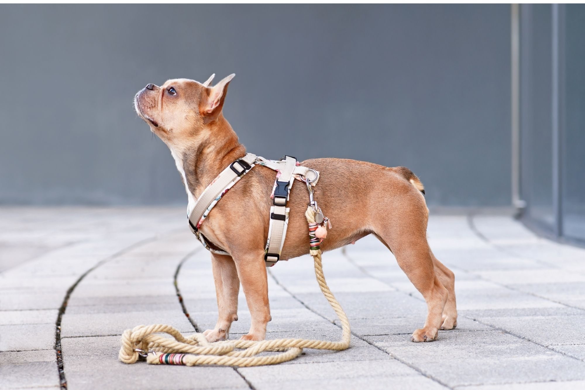 ¿Es bueno quitarle el arnés al perro al llegar a casa?