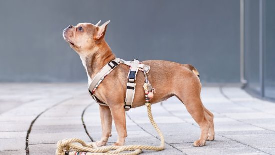 ¿Es bueno quitarle el arnés al perro al llegar a casa?