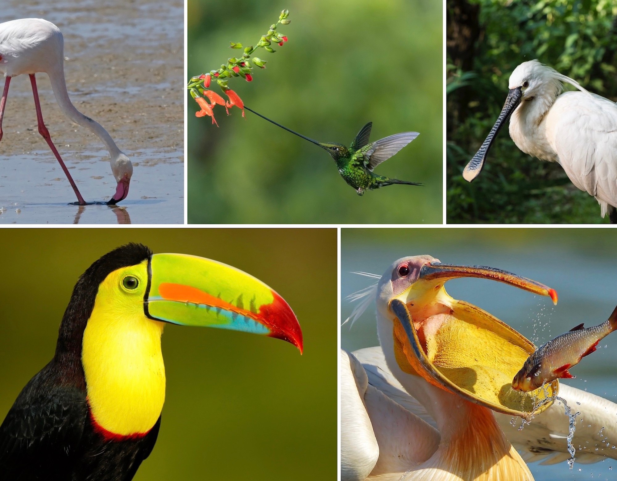 5 extraños picos de aves y para qué sirven