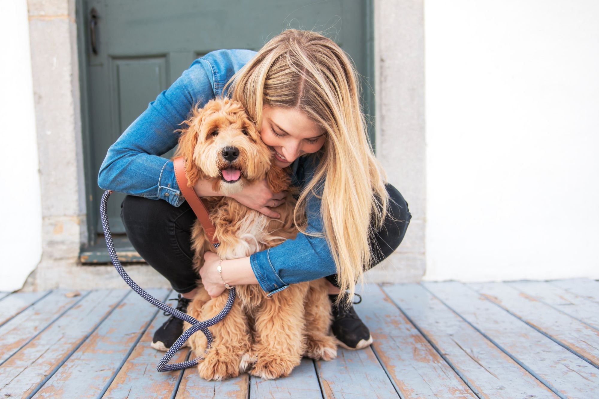 Más genes para el nuevo labradoodle