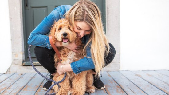 Más genes para el nuevo labradoodle