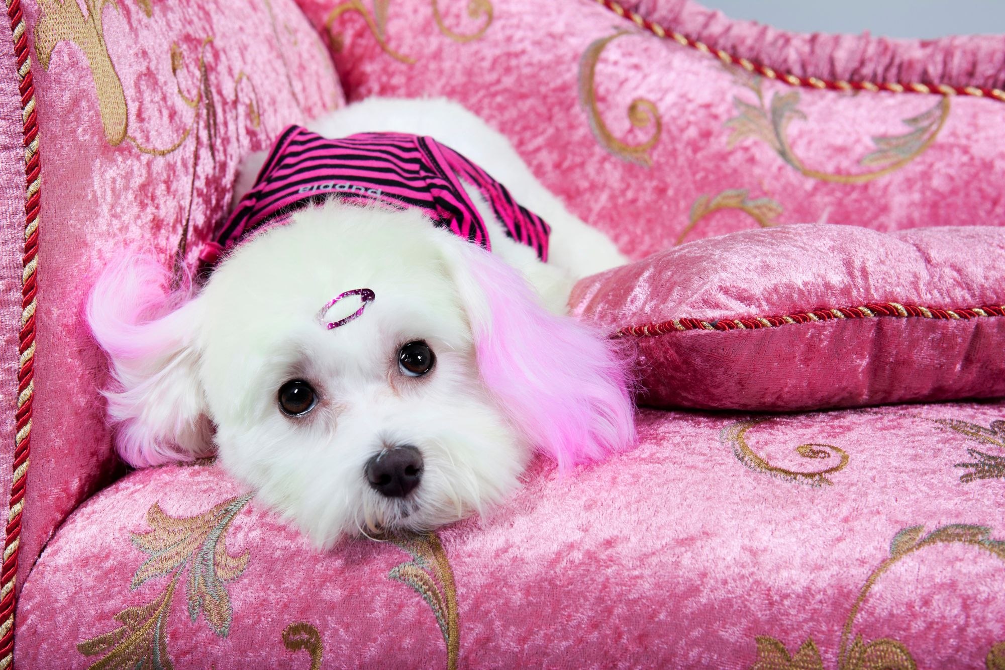 La moda de teñirle el pelo al perro es muy peligrosa y cruel