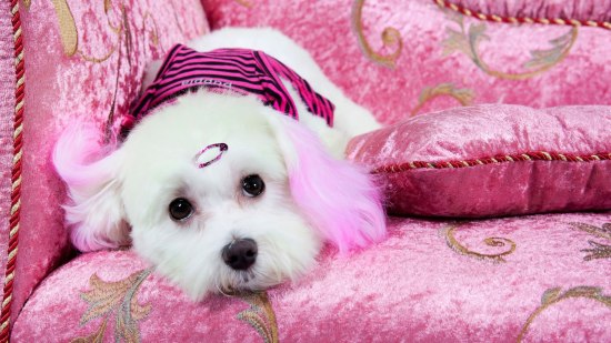 La moda de teñirle el pelo al perro es muy peligrosa y cruel