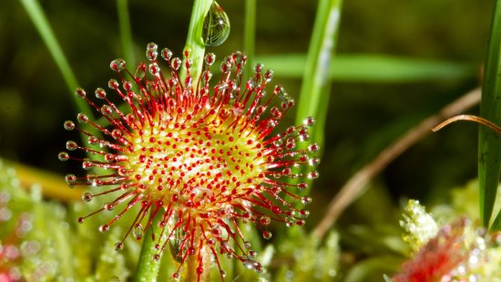 5 Curiosidades sobre las plantas y su vida secreta