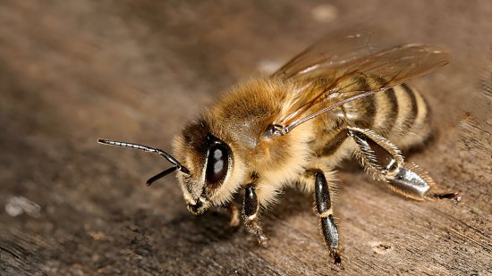 Las abejas asesinas fueron un error de laboratorio