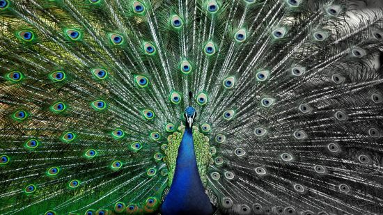 Acromatopsia: personas que ven en blanco y negro