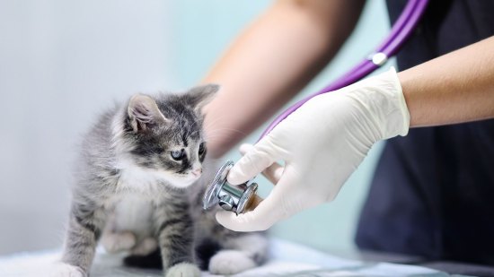 ¿Cómo conseguir atención veterinaria online para mi mascota?