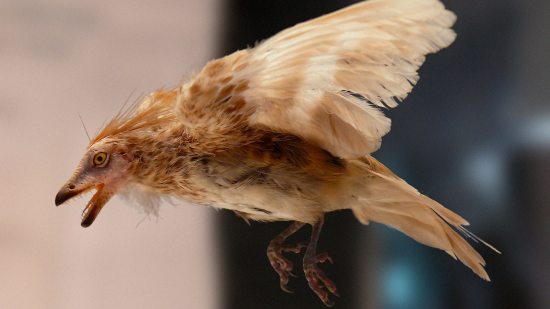Descubre a Iberomesornis, el ave prehistórica de Cuenca