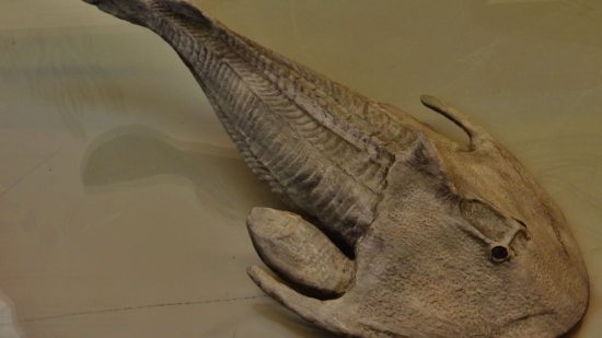 Cephalaspis, el pez blindado de la prehistoria que aspiraba su comida porque no tenía mandíbulas